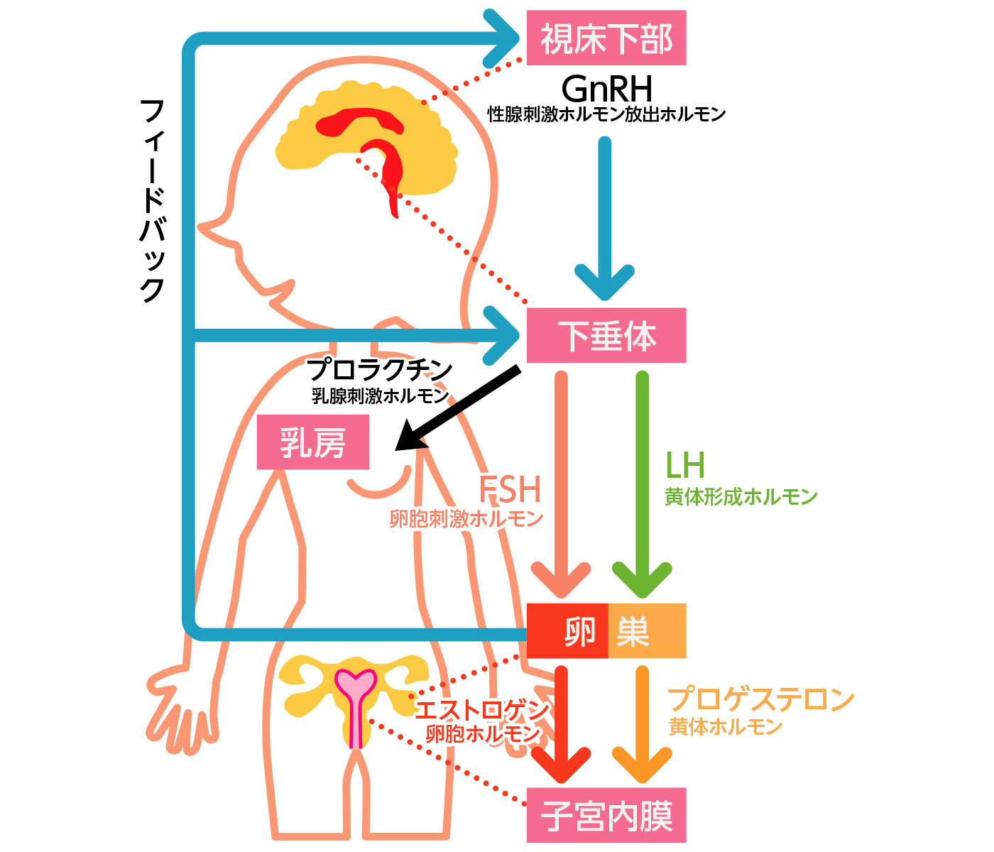 無月経について｜北くまもと井上産婦人科医院｜熊本市北区産婦人科