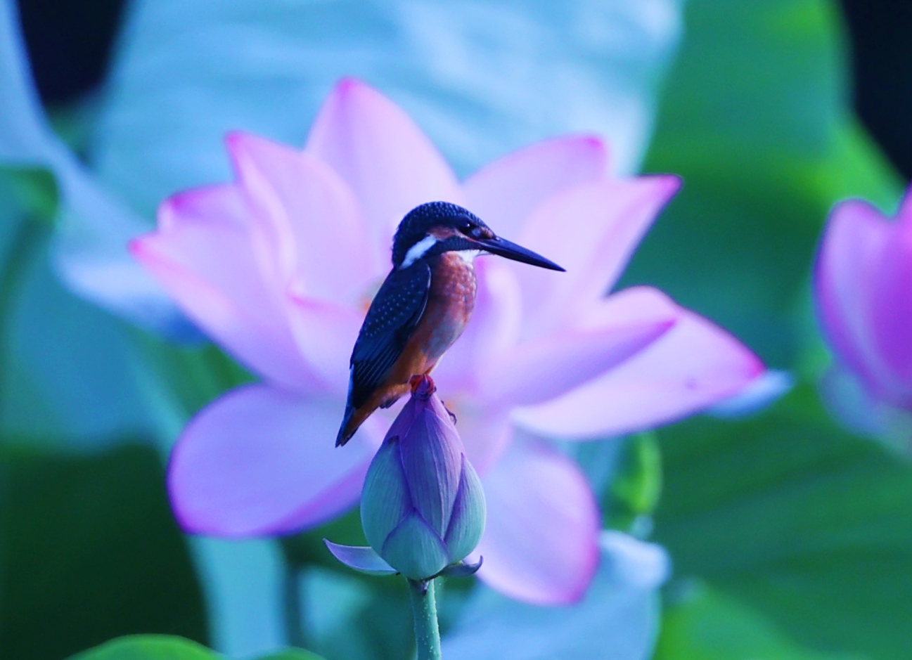 🌸翡翠と蓮の花 | 北熊本井上産婦人科医院ブログ