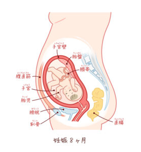 胎盤 胎盤はウイルス感染に特化した防御機構を持つことが明らかに ...